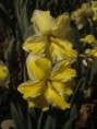 /album/fotogalerie/narcisy-jpg/