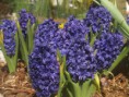 /album/fotogalerie/hyacinty-jpg/