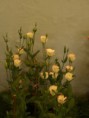 /album/fotogalerie/alstroemerie-jpg/