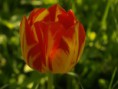 /album/fotogalerie/tulipan-jpg/